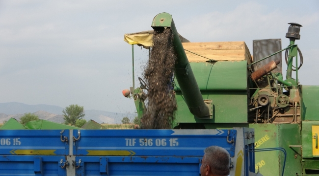 Çukurova'da ayçiçek tarlasında çifte bayram