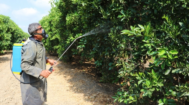 Narenciyenin kabusu 'Akdeniz meyve sineği'ne karşı ilaçlama seferberliği