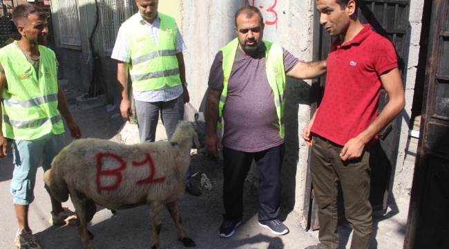 Öksüz ve yetimlere kurbanlık