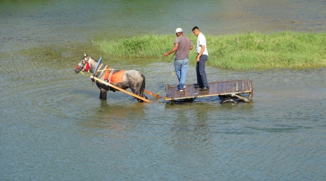 Sıcaktan bunalan atı nehirde serinlettiler