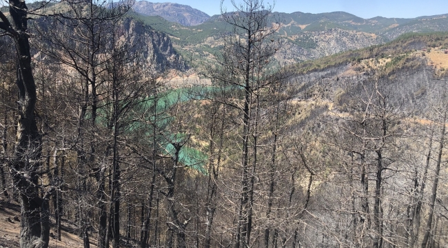 Adana'da 4 bin 150 hektar orman alanı zarar gördü
