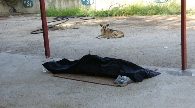 Sokak köpeği boğulan gencin başından ayrılmadı