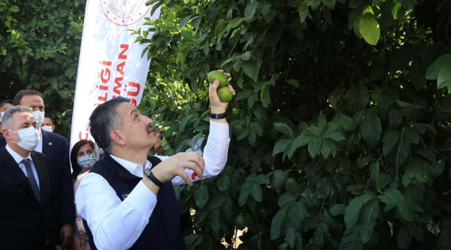 Bakan Pakdemirli limon topladı