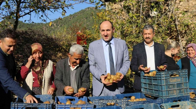 Adana'nın "kivi" köyünde hasat başladı