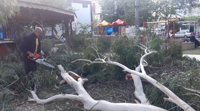 Kozan'da şiddetli fırtına ağaçları devirdi