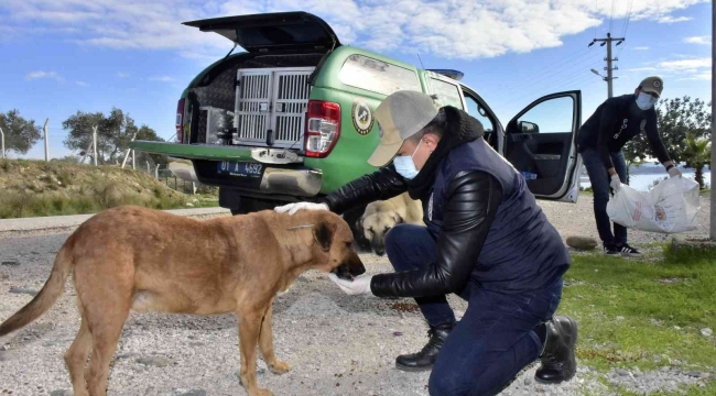Adana'da polis sokak hayvanlarına mama dağıttı
