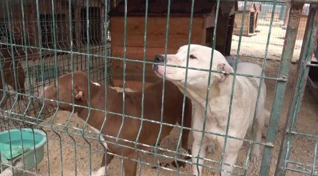 Hatay'da yasaklı ırk köpekler için ücretsiz kısırlaştırma yapılıyor