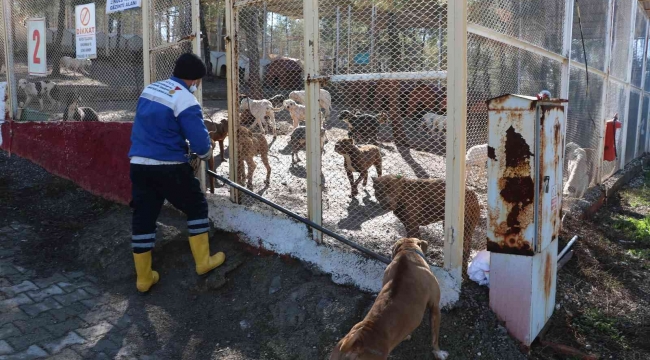 Kahramanmaraş'ta 80'in üzerinde yasaklı ırk köpek toplandı