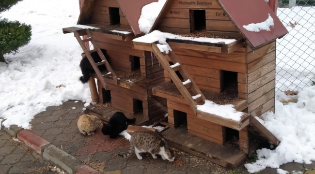 Kahramanmaraş'ta sokak hayvanları için 1 ton mama