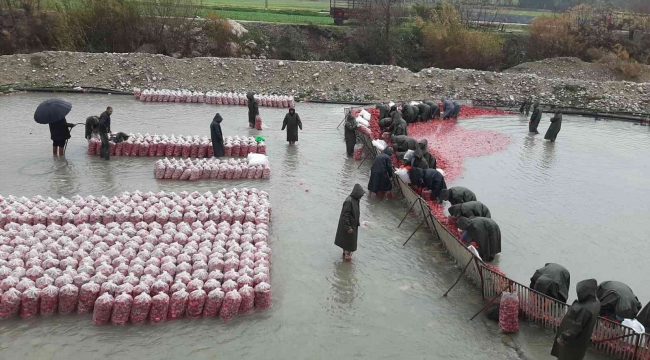 Yarım metre su içinde turp işçisi kadınların ekmek mücadelesi