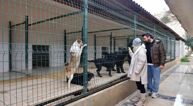 Mersin'de ocak ayında 29 köpek yeni yuvalarına kavuştu