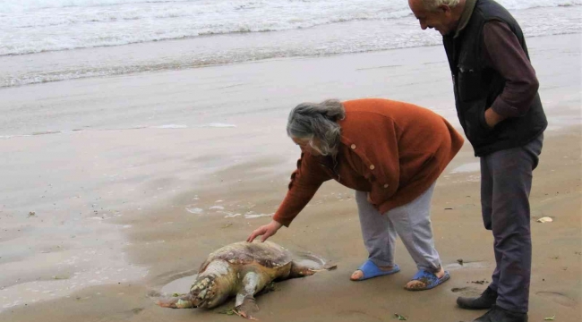 Mersin'de ölü Caretta Caretta plaja vurdu