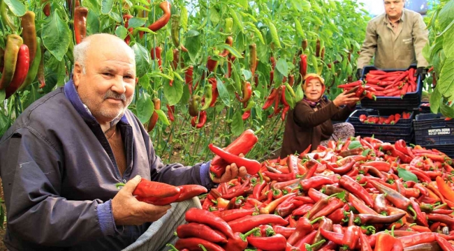 Örtü altı kırmızı biber üreticisini güldürdü