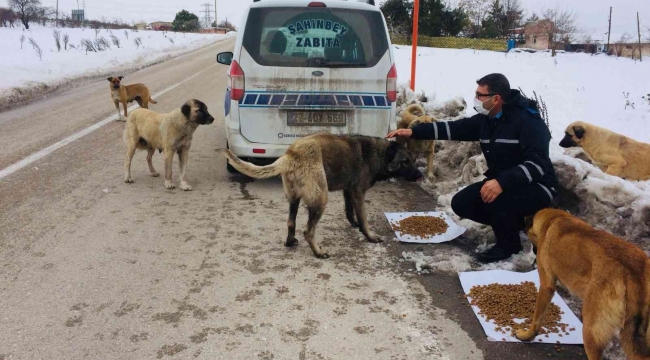 Şahinbey Belediyesi sokak hayvanlarını unutmadı