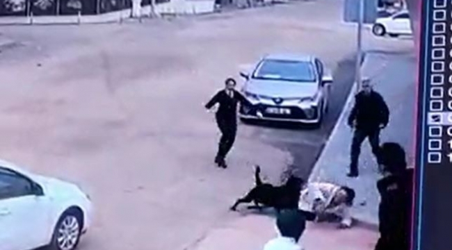 Gaziantep'te pitbull'dan sonra rottweiler dehşeti