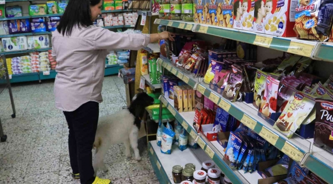 Anneleri ölmüş kuzulara evinde bebek gibi bakıyor