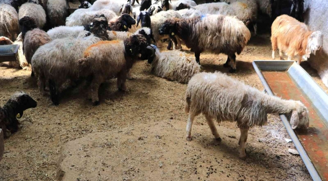 Aracılar koyunları ahırda tutup fiyat yükseltiyor