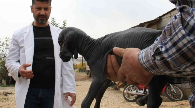 Hayatı boyunca tüysüz kalacak