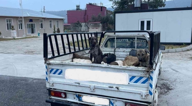 Jandarmadan kaçan araçtan 3 ölü oklu kirpi çıktı