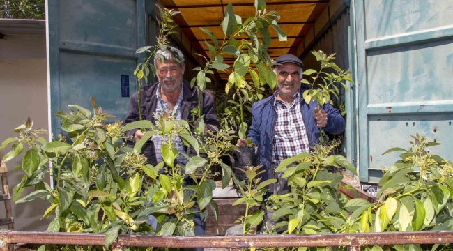 Mersin'de 192 üreticiye 3 bin 865 avokado fidanı ulaştırıldı