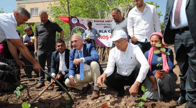 Mezitlili kadınlar aronya üretimi için ilk fidanları toprakla buluşturdu