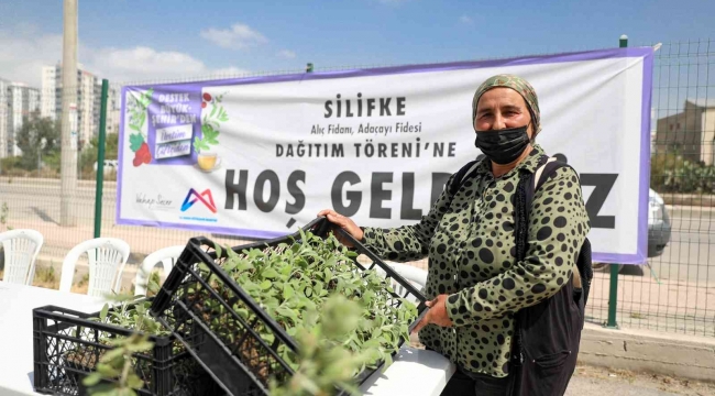 Silifke'de üreticilere alıç ve adaçayı fidesi dağıtıldı