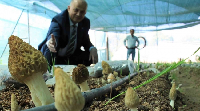 Tazesinin kilosu 400, kurusu 3 bin TL... Türkiye'de ilk defa üretimi yapıldı