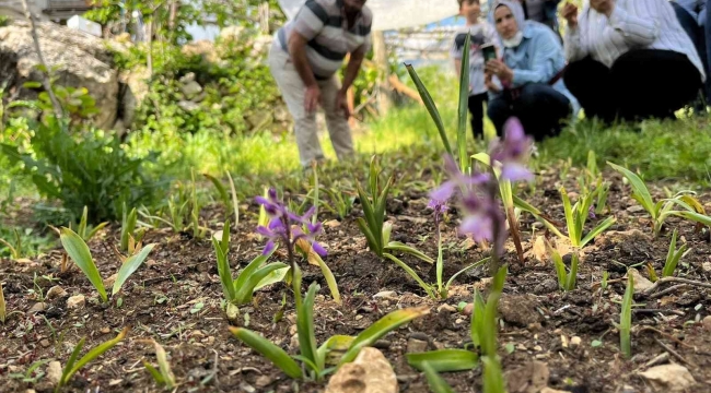 Adana, salebin üretim merkezi olacak