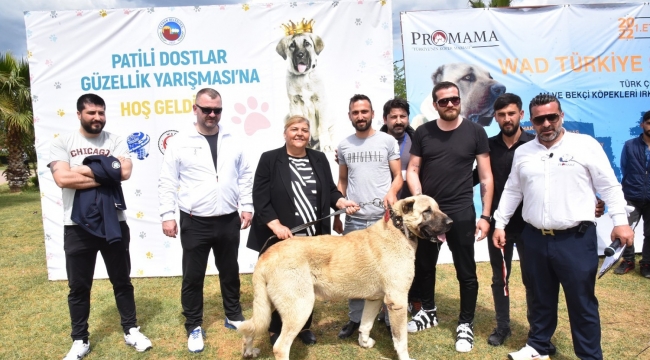 Ceyhan'da "Patili Dostlar Güzellik Yarışması"