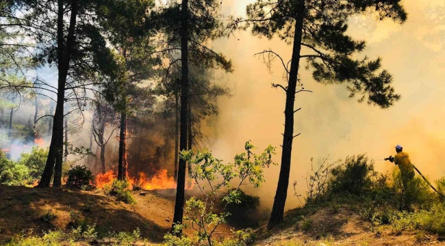 Hatay'da orman yangını