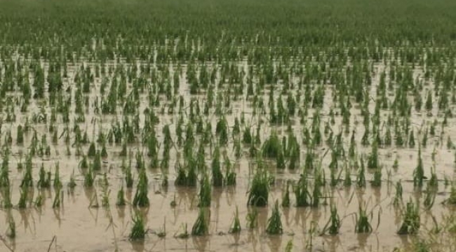 Kadirli'de 4 köyde dolu yağışı etkili oldu
