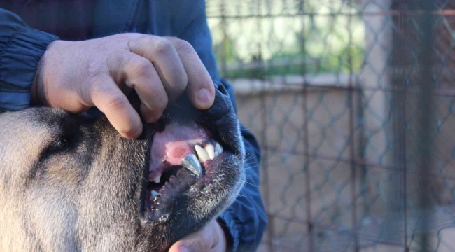 Köpeğine protez diş yaptı