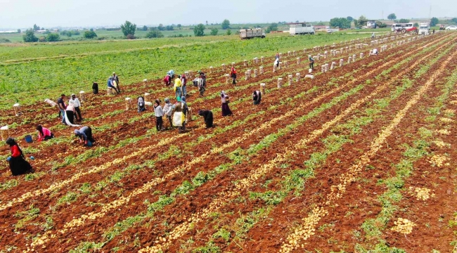 Patates, 9 liralık fiyatıyla üreticisini güldürdü