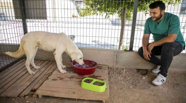 Sahipsiz köpek tedavi edildi