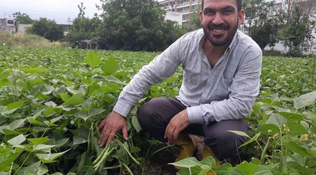 Tarlada kilosu 15 lira... Hatay'da taze fasulye hasadı başladı