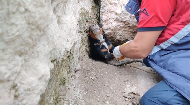 Tilkinin peşinden girdikleri obrukta sıkışan köpekleri itfaiye kurtardı