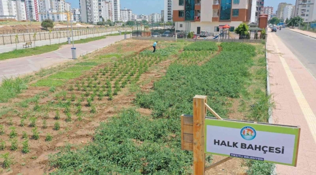 Bu bahçeden sebze toplamak ücretsiz