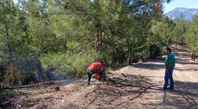 Adana'daki orman yangını