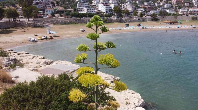 Bir ayda 5 metre uzamıştı, 60 yıl sonra çiçek açtı