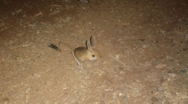 Dünyanın en ilginç hayvanlarından kanguru faresi Afşin'de görüldü