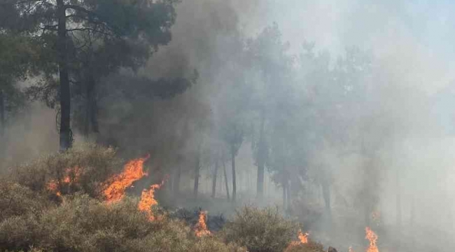 Hatay'da orman yangını