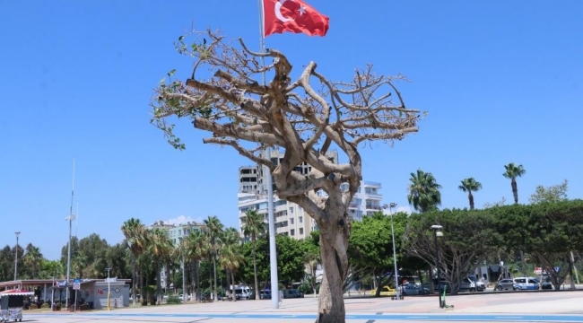 Mersin Büyükşehir Belediyesi'nden 'ağaç' açıklaması