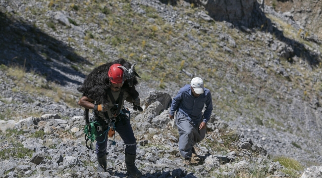 3 gün yamaçta mahsur kalan keçiyi itfaiye ekipleri kurtardı