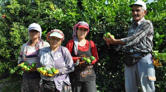 Lime cinsi limonda hasat başladı: Kilosu 50 lira