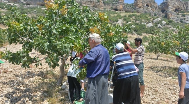 Mut'ta fıstık hasadı başladı