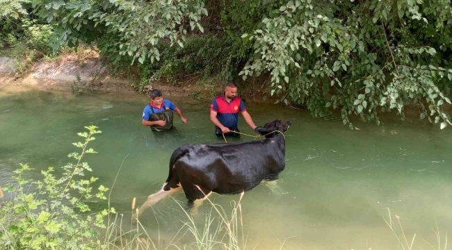 Sulama kanalına düşen ineğin yardımına itfaiye yetişti