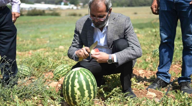 Tarsus'ta hasadı yapılan karpuzlar halka ücretsiz dağıtılacak