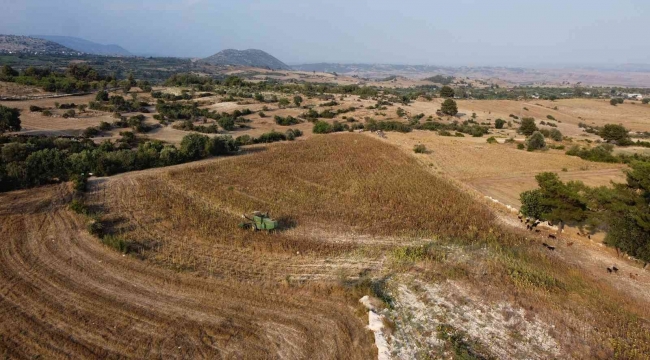 Tarsus'ta üreticiye dağıtılan ayçiçek tohumlarının hasadı yapıldı