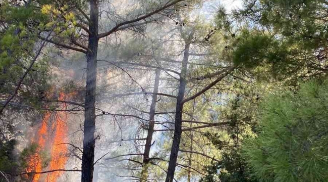 Adana'da çifte orman yangını