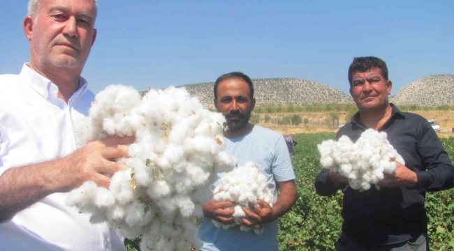 Araban Ovası'nda beyaz altın hasadı başlandı